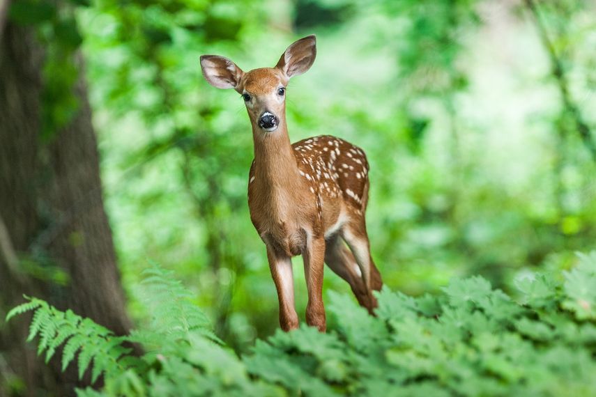 Científicos han determinado que el cambio climático está contribuyendo a la extinción de especies que no pueden adaptarse a los cambios en su entorno.&nbsp;