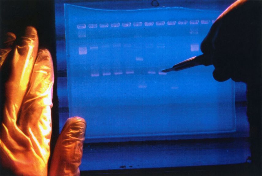 En esta imagen sin fecha facilitada por el Instituto Nacional de Investigación del Genoma Humano de Estados Unidos (NHGRI, por sus siglas en inglés), un investigador examina el resultado de un secuenciador de ADN.