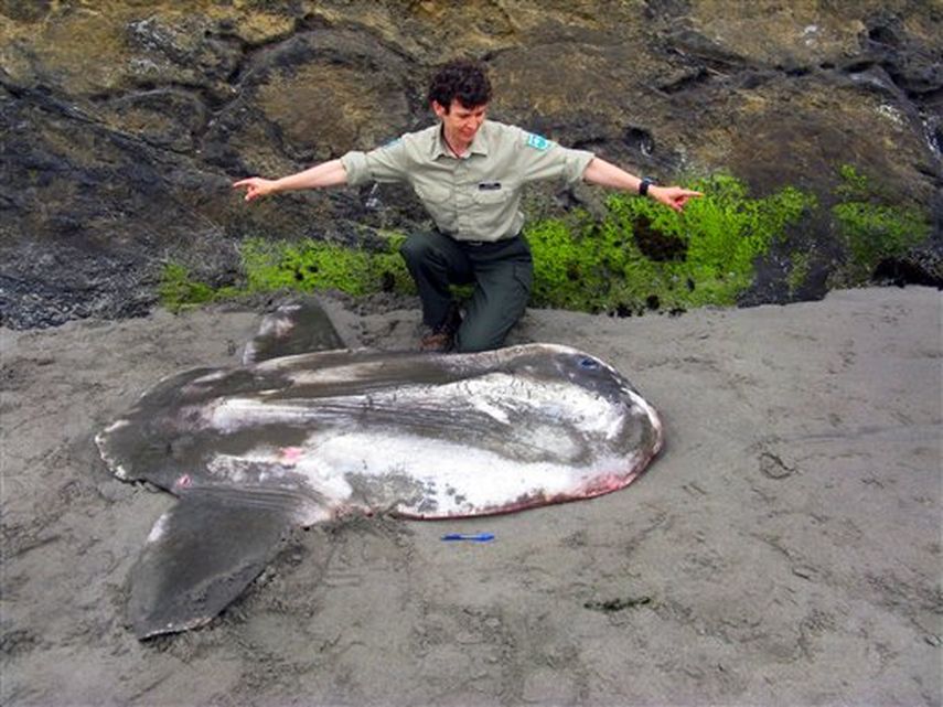 Fue hallado muerto en la playa durante la marea baja del 27 de agosto
