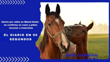 alerta por rabia en miami-dade: se confirma un caso y piden vacunar a mascotas |