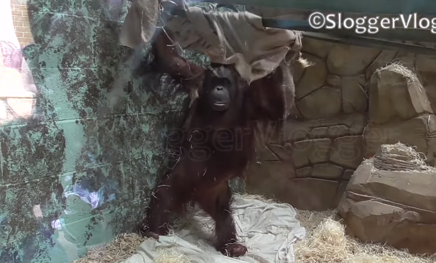 Una cría de orangután del zoológico británico Twycross se construye con verdadera maestría una hamaca con una tela y unas cuerdas. ¿El primer paso de la evolución?