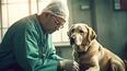 El último sábado de abril se celebra el Día Mundial del Veterinario