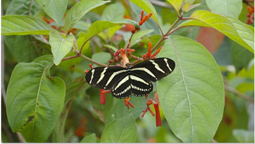 El nuevo conservatorio de mariposas, Fairchild Tropical Botanic Garden. (CORTESÍA)