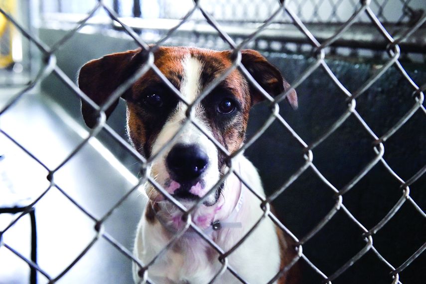 Estos y otros actos de crueldad se han vuelto comunes en sur de la Florida, donde el abuso animal es castigado con condenas de hasta cinco años de prisión. (ÁLVARO MATA)