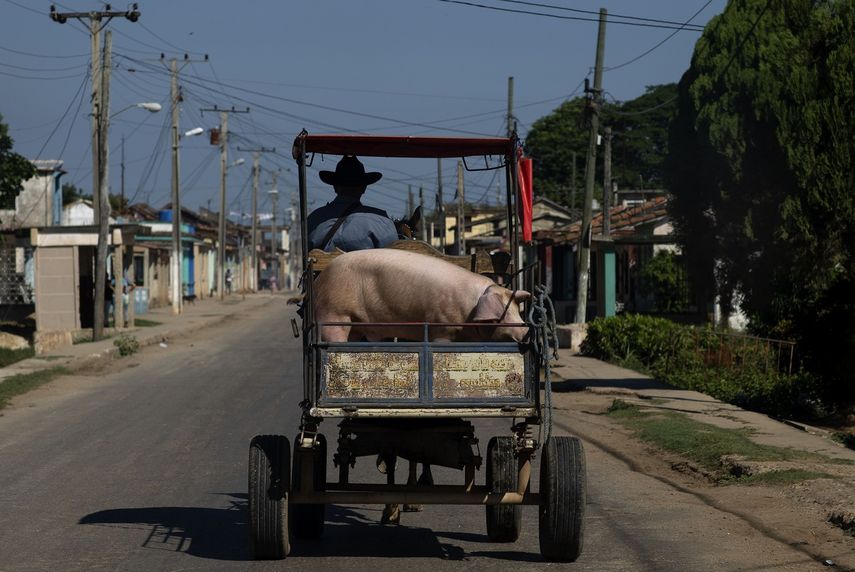 Un hombre conduce un carro tirado por caballos con su cerdo en San Nicolás, Cuba.