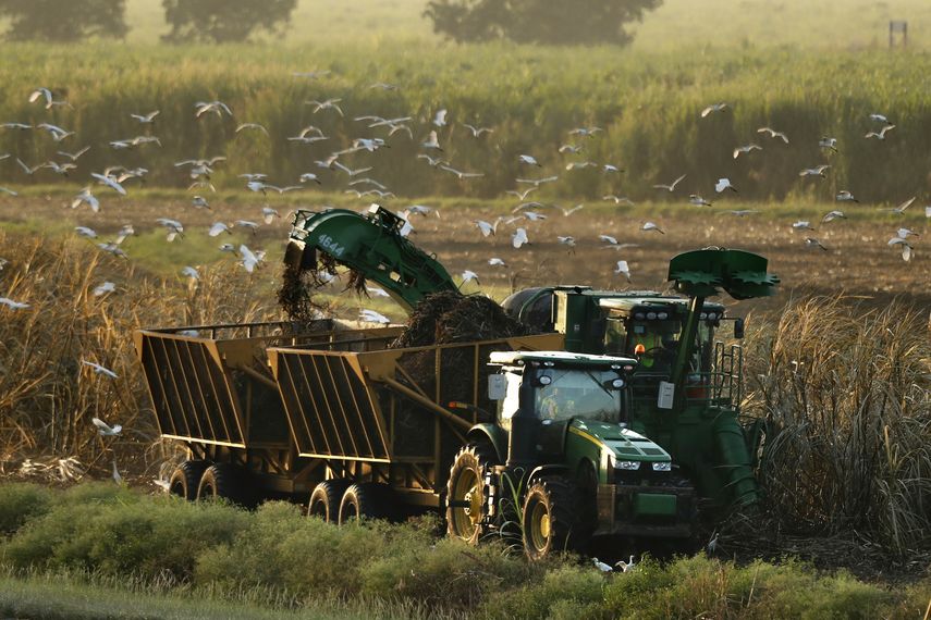 En esta imagen, tomada el 25 de octubre de 2019, m&aacute;quinas recogen ca&ntilde;a de az&uacute;car, lo que atrae a garzas en busca de insectos, cerca de South Bay, Florida. Gran parte de la superficie original de los Everglades se dren&oacute; para crear suelo agr&iacute;cola, quitando al ecosistema su flujo de agua natural.&nbsp;