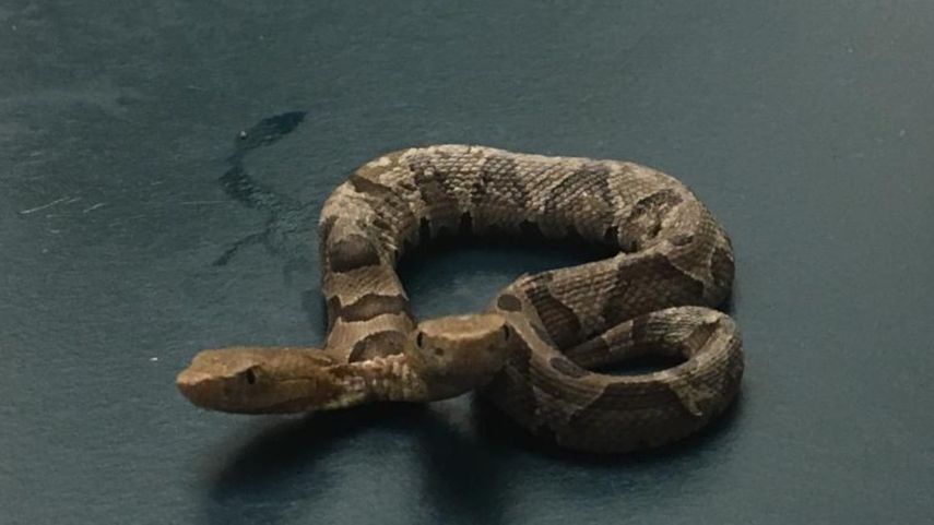 Una de las dos cabezas del animal aparece como la dominante. Ambas comparten el mismo corazón y los pulmones.