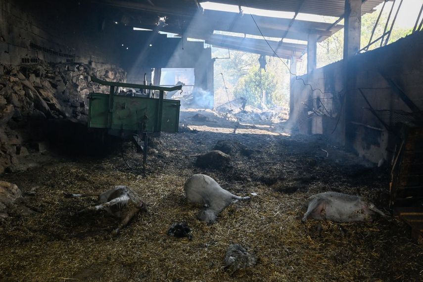 Se observan ovejas muertas tras un incendio forestal en A Caridade, cerca de Monterrei, en la provincia de Ourense, norte de España, el 14 de agosto de 2025. Una persona que luchaba contra un incendio forestal en la región de León, al noroeste de España, falleció, informaron las autoridades el jueves, elevando a tres el número de víctimas de la temporada de incendios de verano.