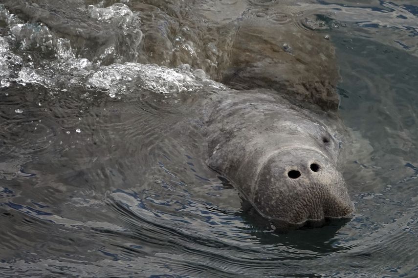 Un manatí sale a respirar en la laguna de Manatíes, el miércoles 19 de enero de 2022, en Riviera Beach, Florida.&nbsp;