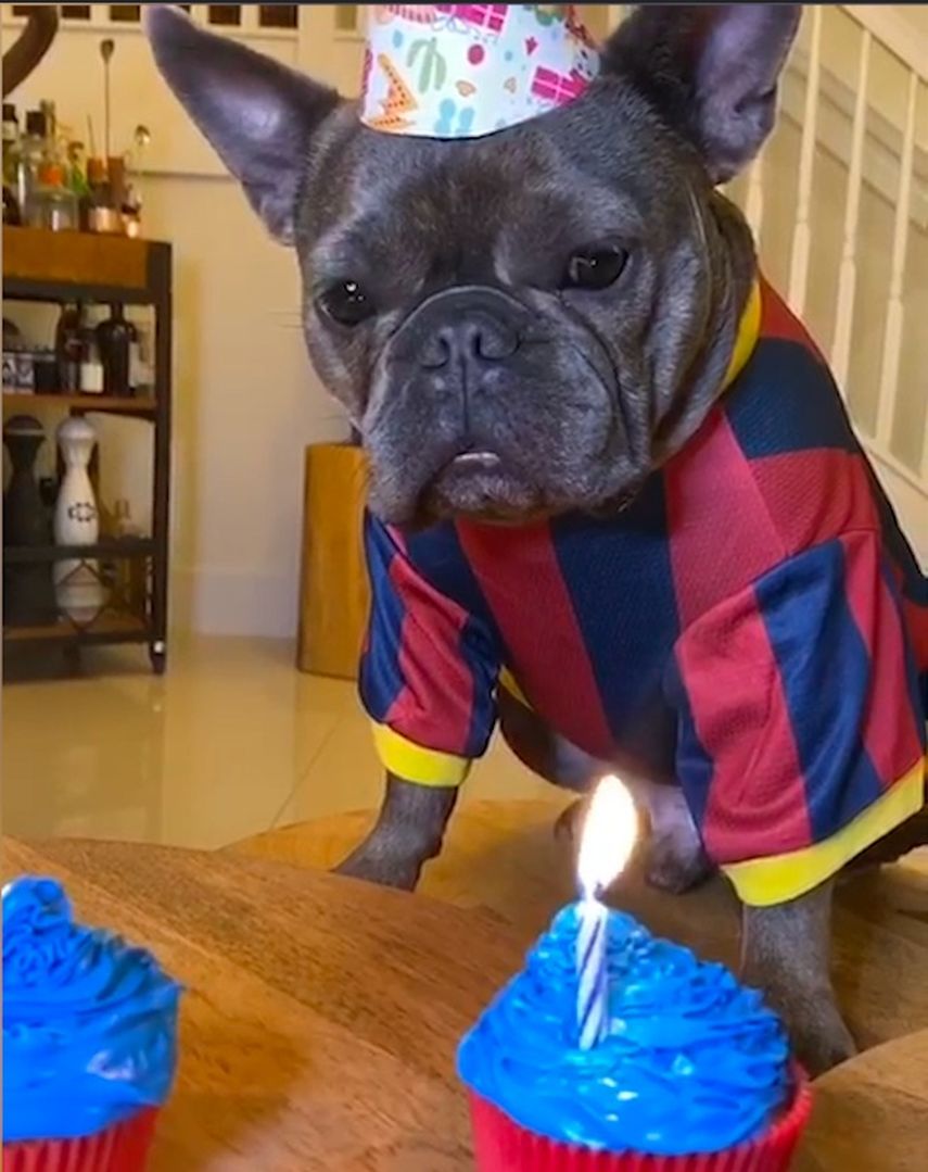 Cupcakes coloridos para celebrar el cumplea&ntilde;os de Coco, el perro del chef James.&nbsp;