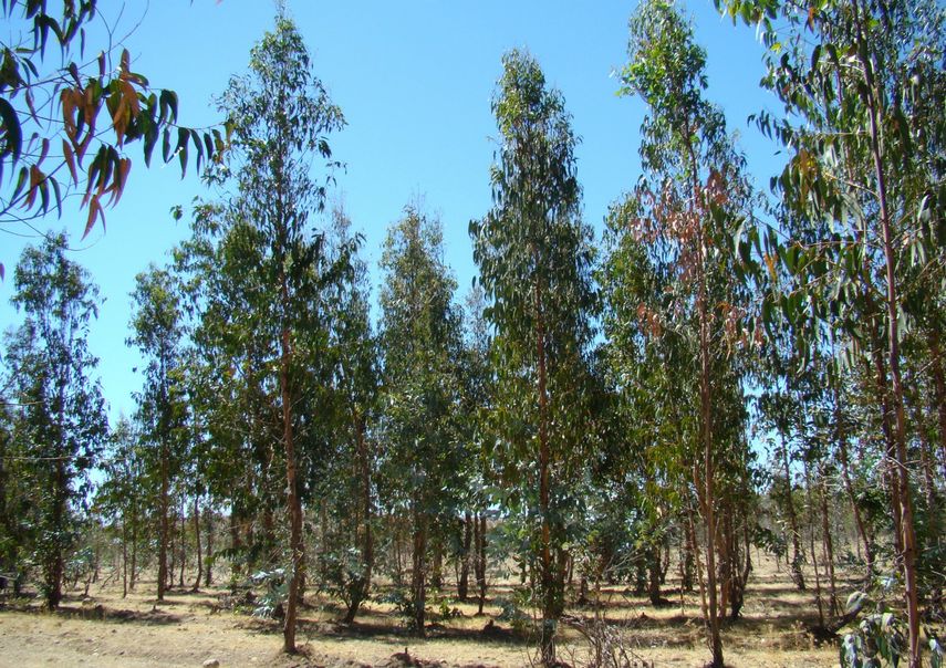 Si bien la vegetación nativa de la zona centro y sur de Chile también puede quemarse, la concentración de biomasa en las plantaciones de pino y eucalipto es muy elevada.&nbsp;
