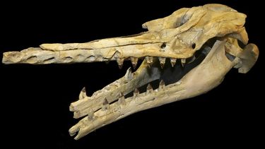 Fósil de una ballena dentada con aproximadamente 28 millones de años de antigüedad. (EFE)