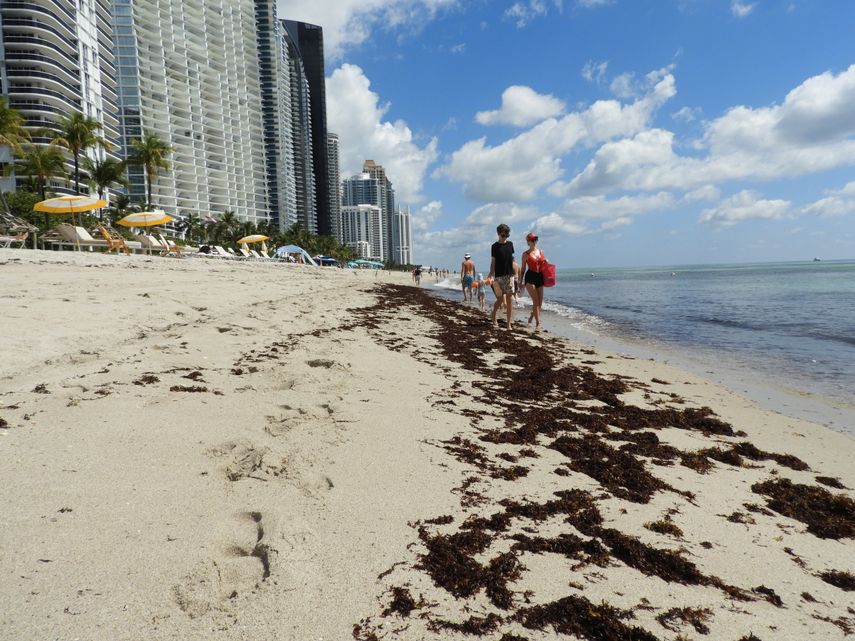Presencia de sargazo den Sunny Isles Beach
