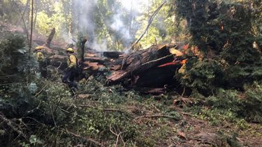 El Pioneer Tree, uno de los pocos árboles de secuoya costeros antiguos que quedaban en el Parque Estatal Samuel P. Taylor, el jueves 24 de marzo de 2022, después de que se viniera abajo debido a un incendio.&nbsp;
