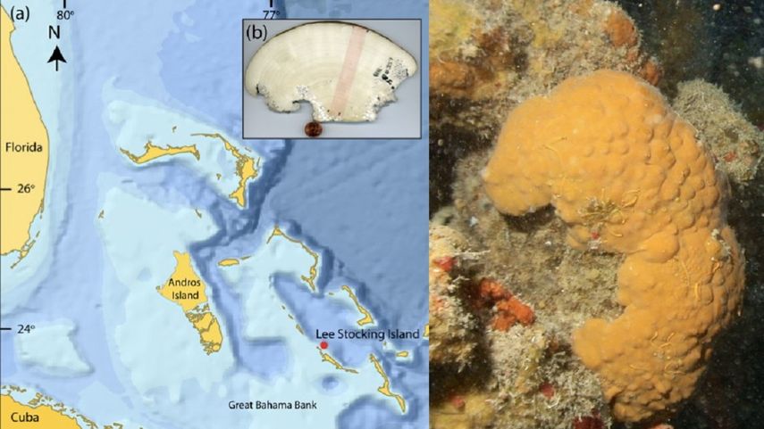 600 años de registro climático en una esponja marina