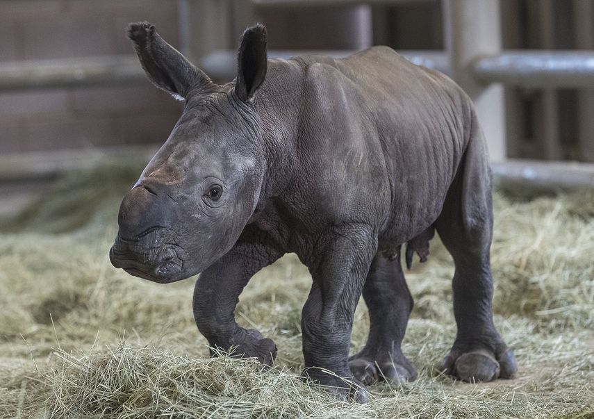 Fotograf&iacute;a del lunes 29 de julio de 2019 proporcionada por el San Diego Zoo de un rinoceronte blanco sure&ntilde;o de un d&iacute;a de nacido en el Centro de Rescate de Rinocerontes Nikita Kahn en el San Diego Zoo Safari Park en California.
