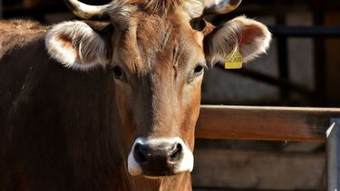 Indultan a vaca que escapó de un matadero en Los Ángeles