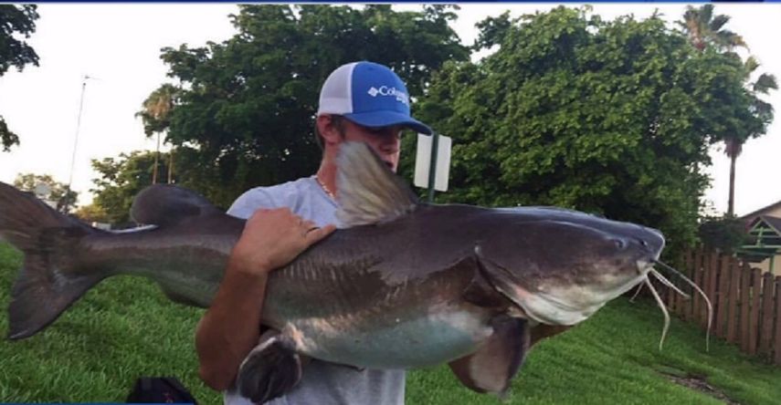 El pez fue atrapado en un lago en el bloque 15300 de Southwest 68th Avenue.