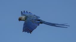 Un guacamayo de Spix se desplaza sobre una zona donde se lleva a cabo un proyecto de crianza en su hábitat nativo el martes 12 de marzo de 2024, en un área rural de Curaca, estado Bahía, Brasil.