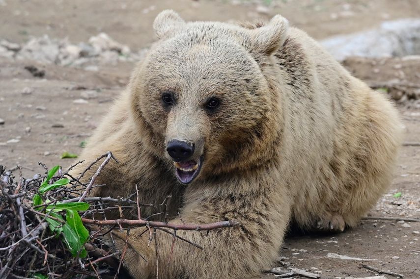 Para proteger la vida silvestre se debe considerar no solo la pérdida delhábiata, sino también ldónde y cómo hay presencia humana. (AFP)