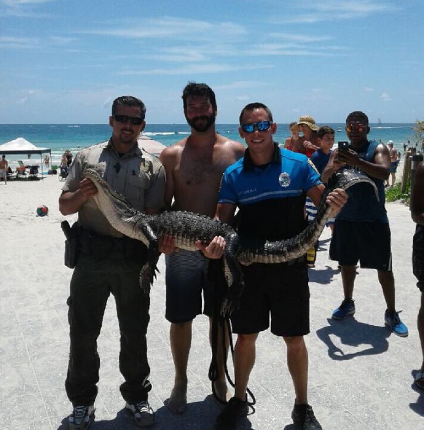 El caimán fue atrapado gracias a las gestiones de&nbsp;Florida Fish and Wildlife y la policía de Miami Beach.