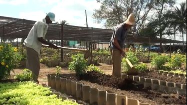 Campesinos independientes cubanos.