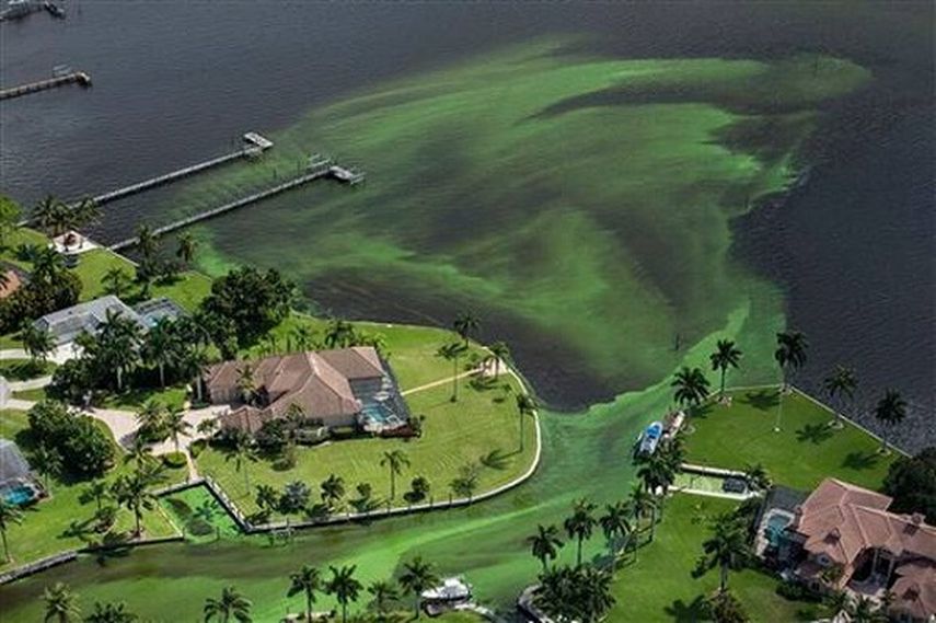 El alga, a la que también han llamado guacamole por su espesor y color, ocasionó este puente festivo del 4 de Julio el cierre de algunas playas (TWITTER: @ActualidadRadio)