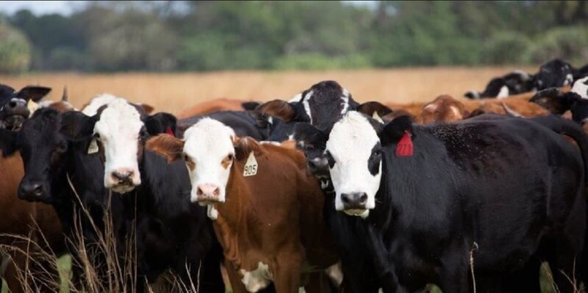 No hay reportes de que alguno de los animales a los que apuntaba Artola resultó herido.