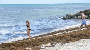 Los bañistas encuentran grandes concentraciones de sargazo en las playas del sur de la Florida (archivo).