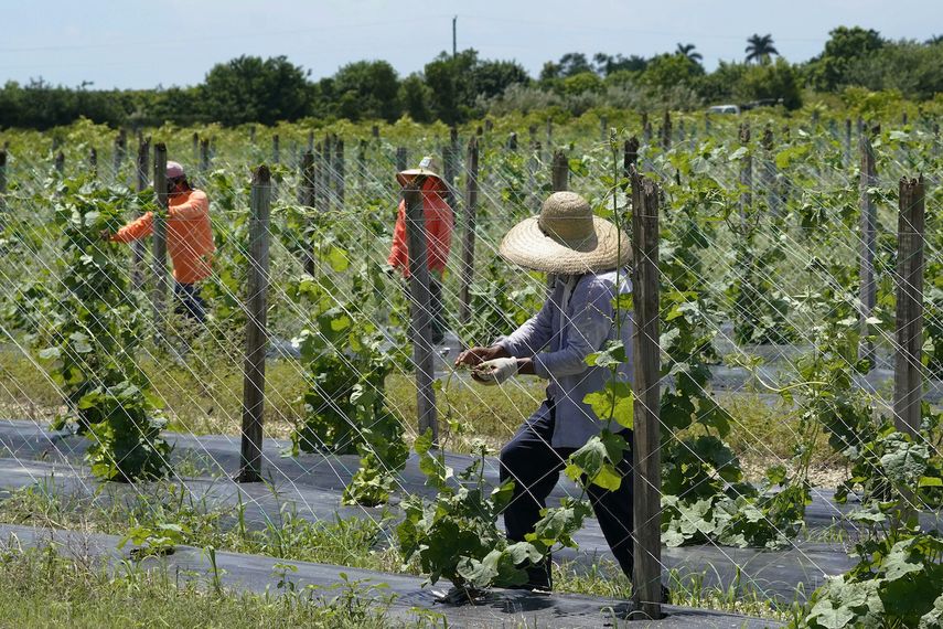 Trabajadores agrícolas ajustan el enrejado para el cultivo de melón amargo, el 5 de septiembre de 2023, en Homestead, Florida. 