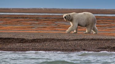 informe: un 70% de la fauna salvaje se ha perdido en 50 anos