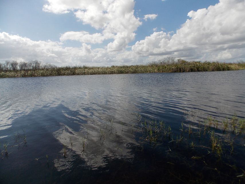El Departamento de Protección Medioambiental de Florida no apeló este miércoles el fallo de una corte de apelaciones estatal a favor de una empresa propietaria de tierras en el condado de Broward, la cual quiere buscar petróleo en los&nbsp;Everglades.