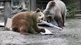 Una foto difundida por el parque de vida silvestre Wildwood Devon el 24 de junio de 2025 muestra a dos osas, Misha y Lucy, ambas de 4 años, en su recinto en Wildwood Devon, en Ottery St Mary, suroeste de Inglaterra.