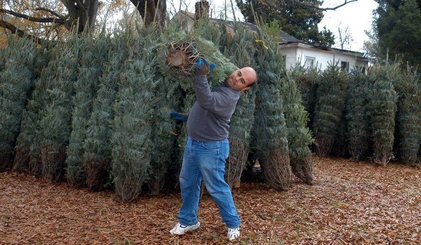 Este año el Condado Miami-Dade ofrece un servicio de reciclaje de los árboles de Navidad en centro de reciclaje localizados en varios puntos del condado