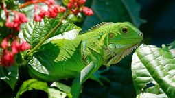 La quinta parte de las especies de reptiles en el mundo están en peligro de extinción.&nbsp;