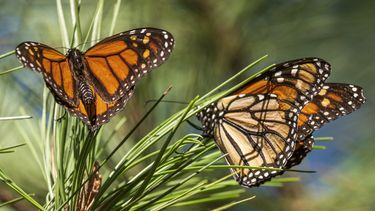 Mariposas monarca se posan en ramas en el santuario Monarch Grove en Pacific Grove, California, 10 de noviembre de 2021.&nbsp;