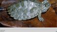 La tortuga de mapa de Barbour es una de las especies que será protegida por las autoridades ambientales del estado.