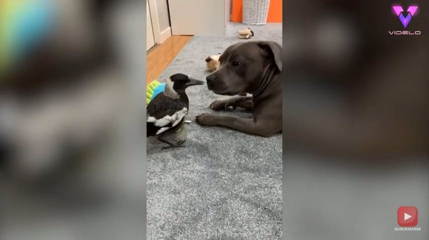Este perro adopta a una urraca como su propio cachorro y el pájaro actúa como tal -&nbsp;