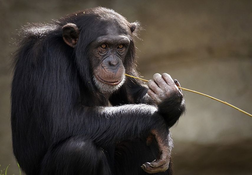 El mundo alberga a 260 especies de monos y su tamaño varía