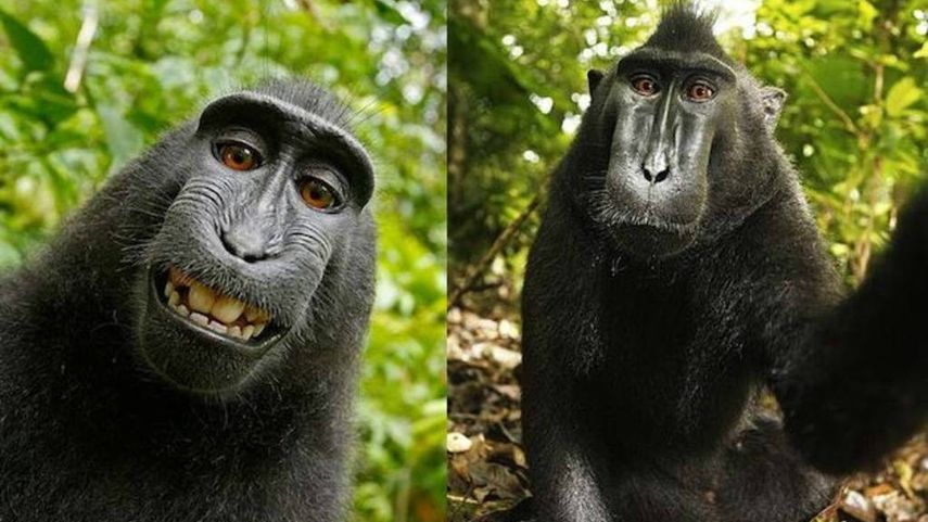 El libro Wildlife Personalities, que tiene en su portada una de las autofotos de Naruto, indica que las imágenes son propiedad de Slater y de su empresa. (ARCHIVO)