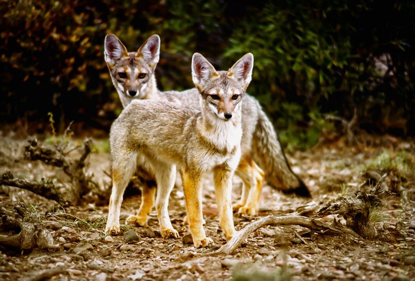 En la exposición hay fotografías, ilustraciones, entre otros.