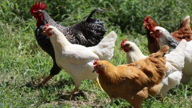 Gallinas en una granja.&nbsp;