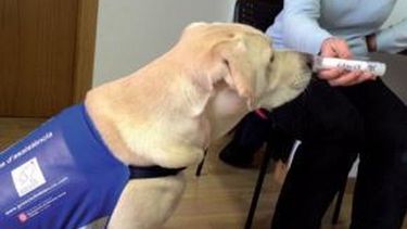Blat: el perro que detecta el cáncer