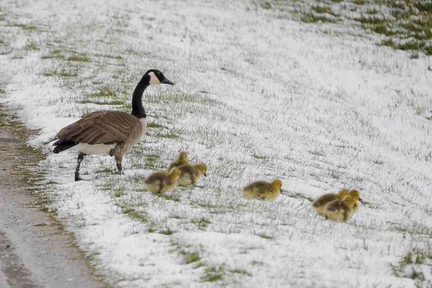 Una familia de gansos canadienses recorre una cuesta en Lanesborough, Massachusetts, despu&eacute;s de una ca&iacute;da de nieve extempor&aacute;nea el s&aacute;bado 9 de mayo de 2020.
