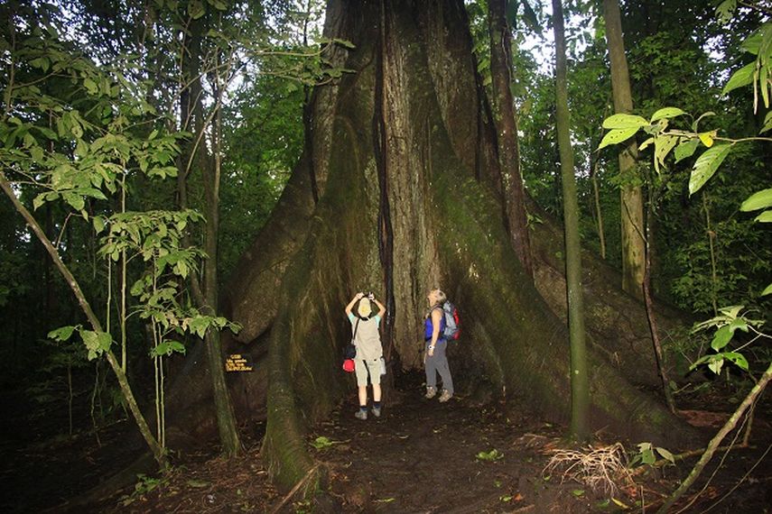 Los gigantescos árboles de Costa Rica llaman la atención de los turistas (DPA)