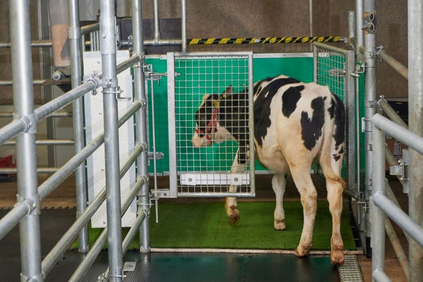 Una vaca entra a una jaula especial donde ha sido entrenada a orinar, como parte de un experimento que busca reducir los desechos de los animales en el medio ambiente.&nbsp; &nbsp;