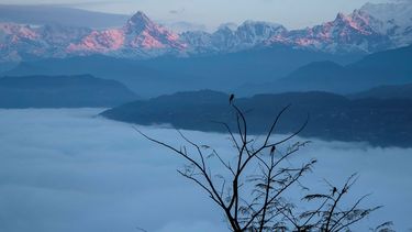 Varias aves en las ramas de una zona montañosa de Pokhara en Nepal, el sábado 1 de enero 2022. Un avión se estrelló en las montañas de Nepal con 22 personas a bordo.&nbsp;