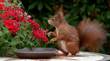 En el Día Mundial de los Animales el llamado es para que las personas se eduquen y participen en actividades de protección y atención de estos seres vivos.&nbsp;