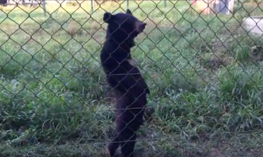 VIDEO: Graban a un extraño oso que camina como un hombre