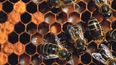 Los científicos todavía no han determinado qué está matando a las abejas de la miel. (Archivo)